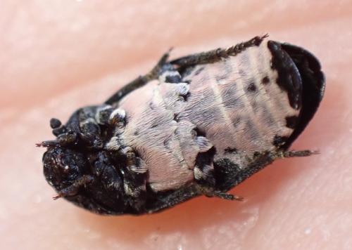 Réf. 328 503 : Dermestes murinus